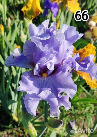 Ирисы бородатые