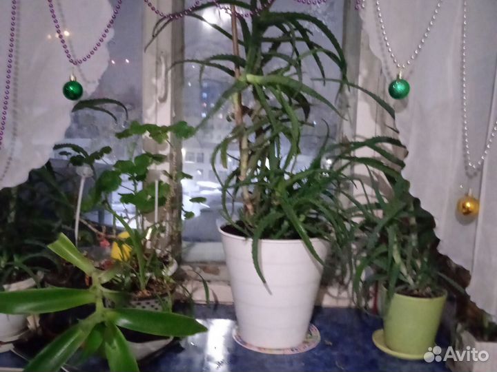 Алой 5 летний высота 70 см