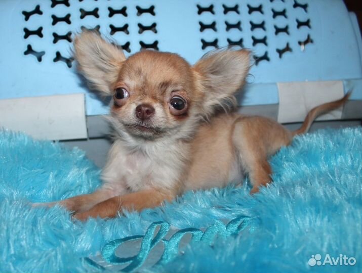 Чихуахуа щенки под резерв и в наличии