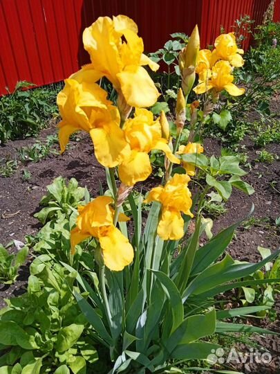 Многолетники для сада:клематис,ирисы, флоксы,фиалк