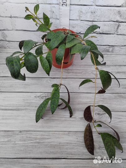 Комнатные растения цветы