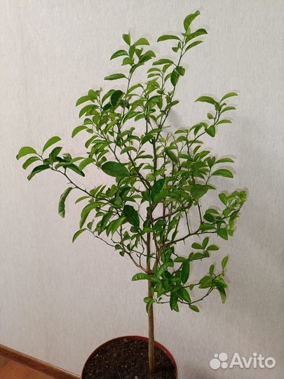 Цитрусовое дерево мандарин