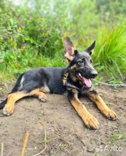 Достойная девочка немецкой овчарки РКФ