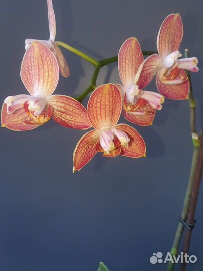 Орхидея фаленопсис Равелло бабулетка