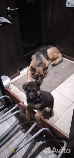 Немецкая овчарка