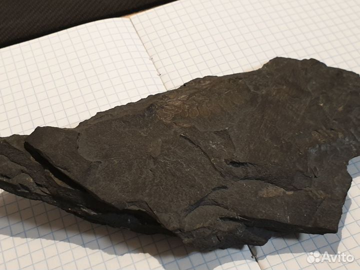 Уголь с отпечатками древних растений