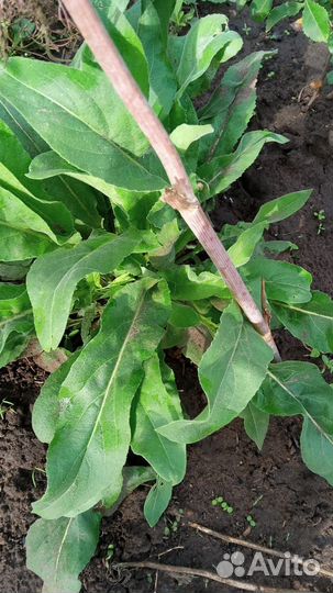 Рассада Мята душица чабрец милиса лимон зелень