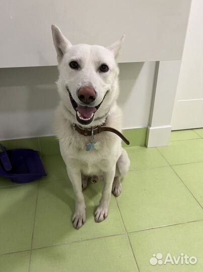 Самый лучший пес в мире в поисках дома