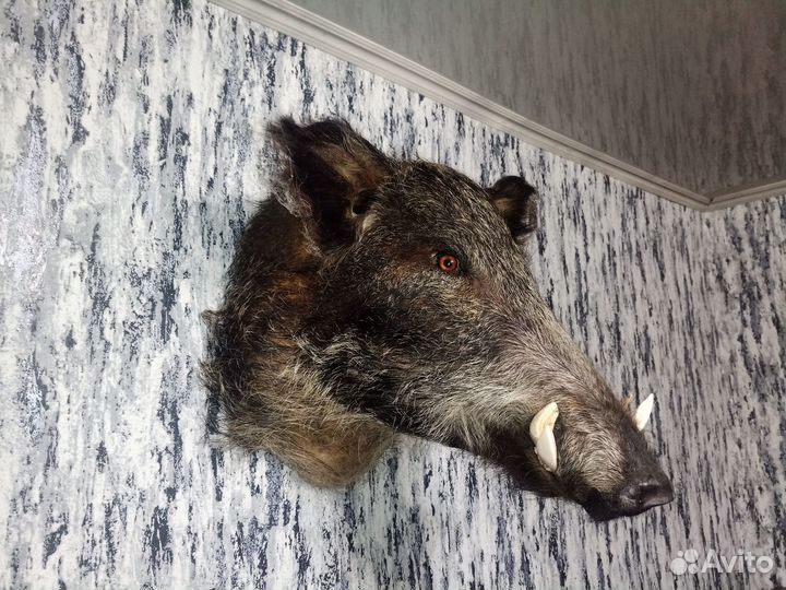 Чучело головы кабана