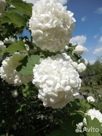 Калина Бульденеж