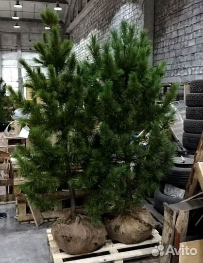 Сибирский кедр экстра класс. Саженцы