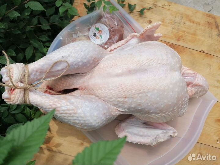 Индюки хайбрид конвертер (тушка)