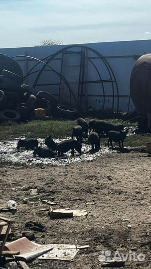 Поросята Кармалы