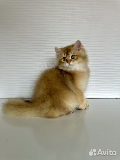 Британские котята