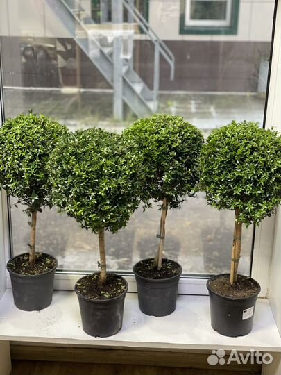 Мирт на штамбе 60 См