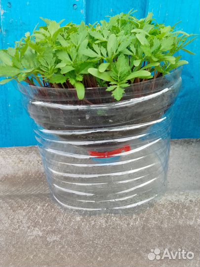 Рассада бархатцы(доставка бесплатно)