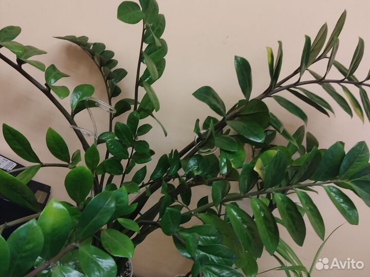 Замиокулькас