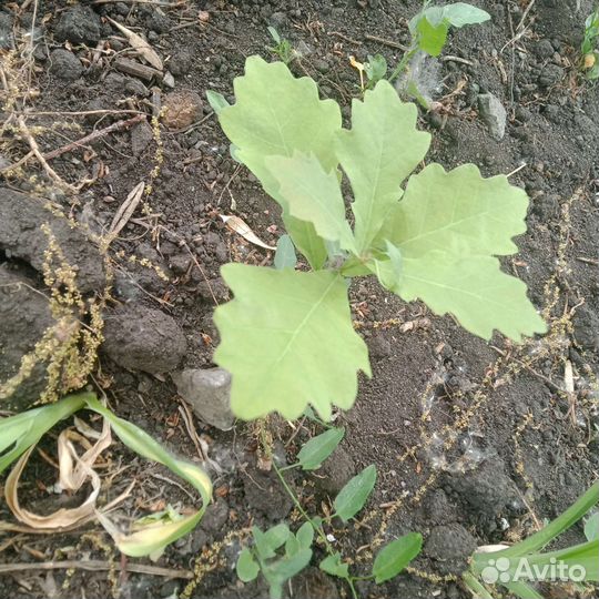 Дуб рассада