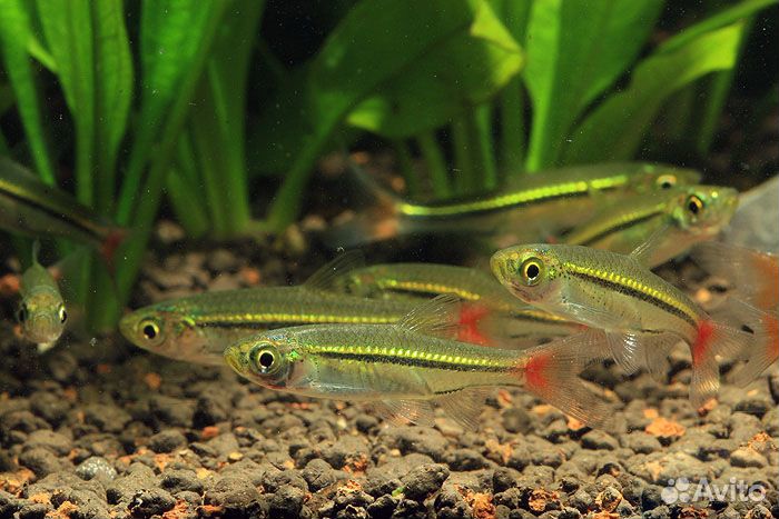 Расбора Краснохвостая или Чёрнополосая (Rasbora B