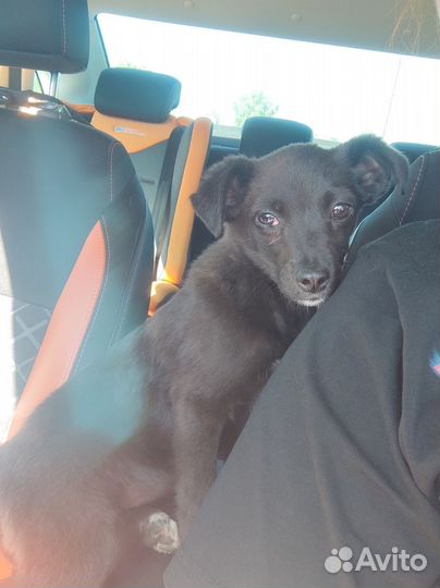 Собака в добрые руки щенок