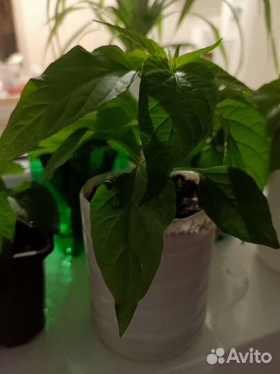 Перец острый комнатный сорт 