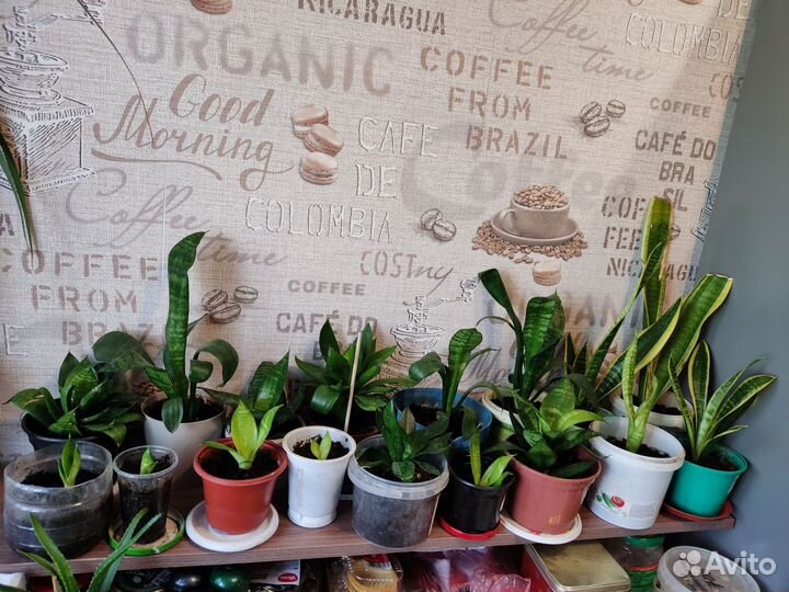 Сансевиерия