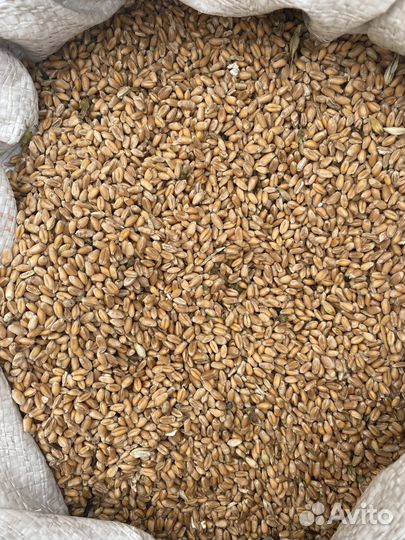 Продам зерно в мешках овес ячмень пшеница