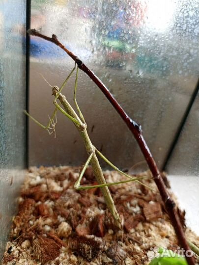 Палочники насекомые
