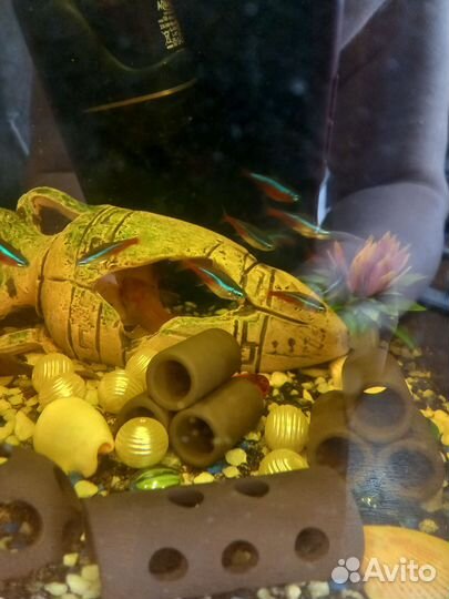 Аквариум 30 литров(со всем содержимым)