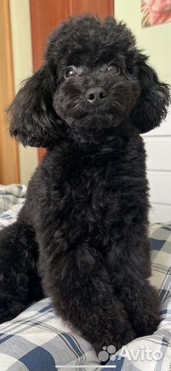 Вязка. Той-пудель