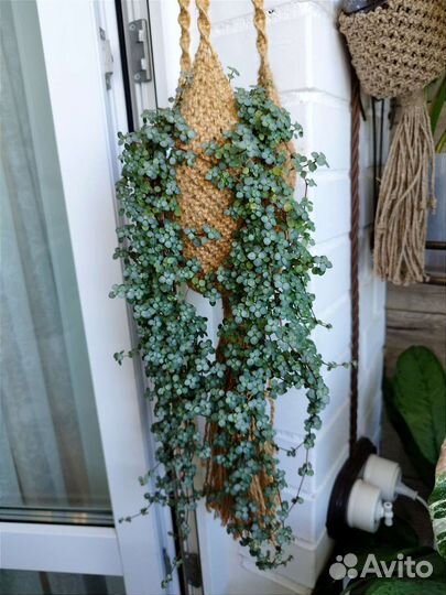 Ампельные растения, срезы