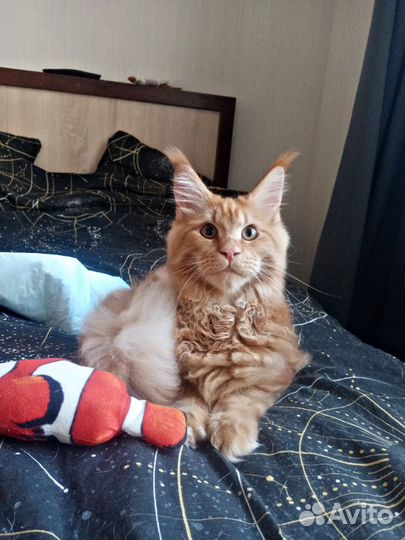 Передержка любых домашних животных