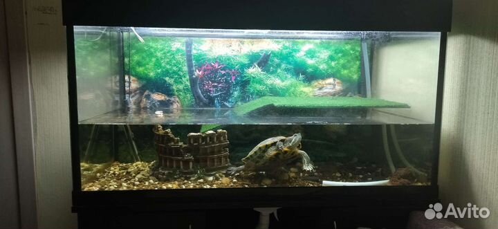 Аквариум с красноухой черепахой
