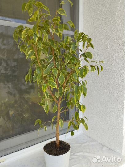 Фикус бенджамина