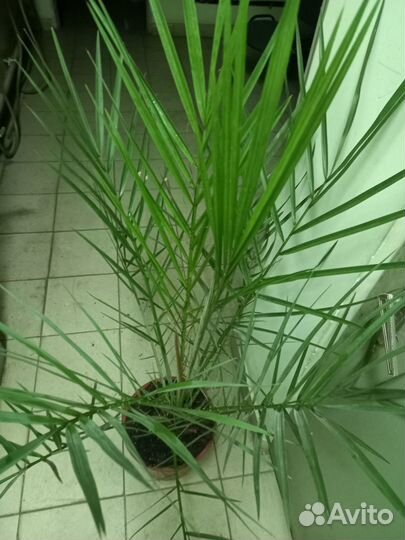 Комнатные растения