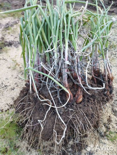 Рассада Семейного Лука