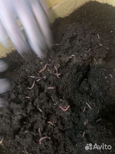 Червь дендробена кокон малек маточник