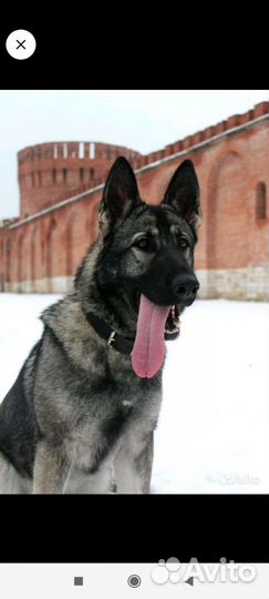 Щенки восточно-европейской овчарки