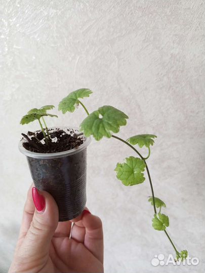 Будра пестролистная