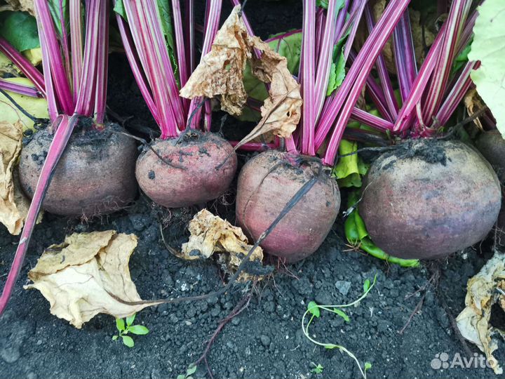 Свекла столовая (только с грядки)