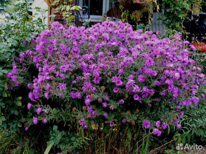 Гелиопсис, лаконос, октябрина, матрикария