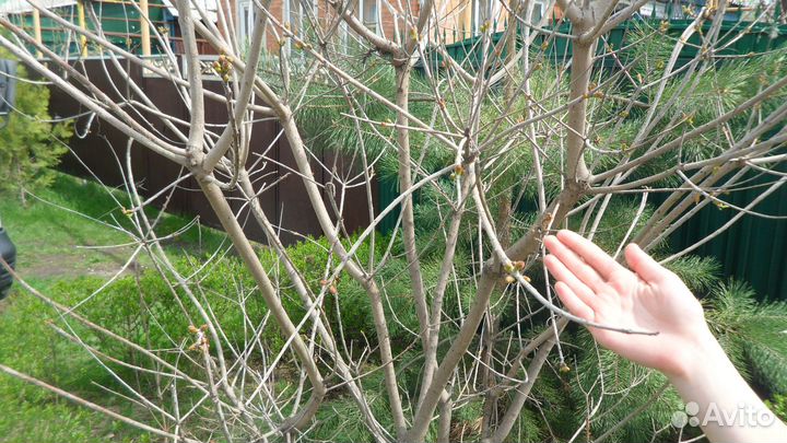 Саженцы скумпии и других растений