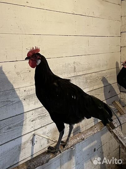 Минорки петухи