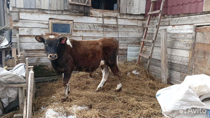 Бык сементал