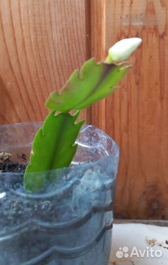 Ростки цветков декабрист