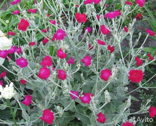 Астильба, Лихнис Корончатый,Лиатрис