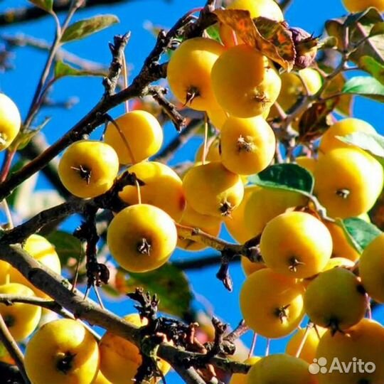 Сорт яблони Китайка Золотая ранняя
