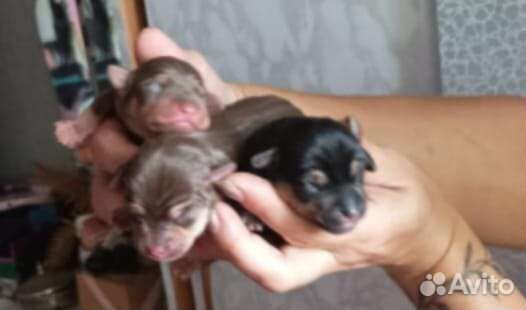 Той-терьер щенки