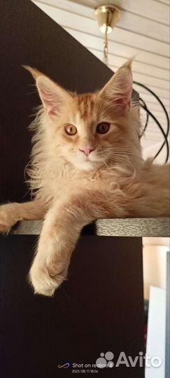 Котята мейн-кун