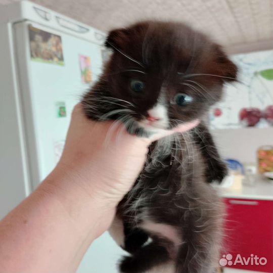 Котёнок вислоухий(девочка)